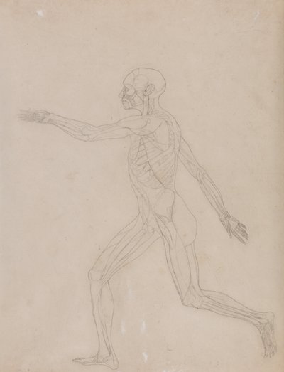 Esposizione anatomica comparativa della struttura del corpo umano con quella di una tigre e di un co... da George Stubbs